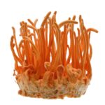Cordyceps Powder