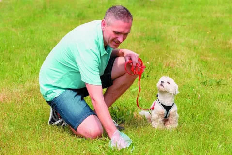 dog poop cleanup service