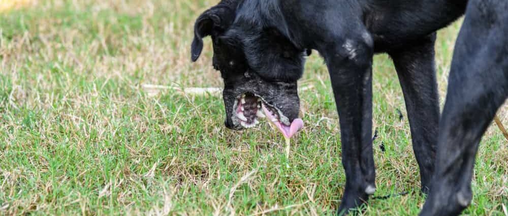 Vet for Your Dog’s Vomiting