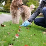 Dog Poop Cleanup