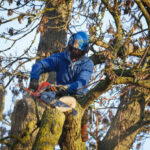 Tree Surgery Preston