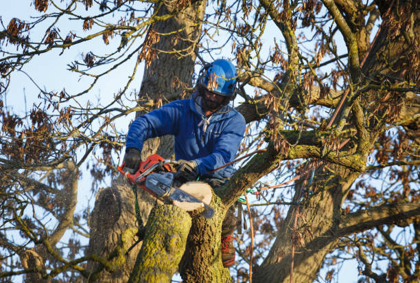 Tree Surgery Preston