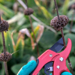 Hedge Removal Blackpool