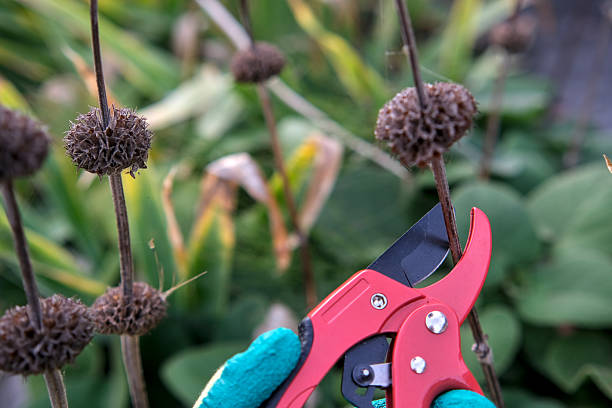 Hedge Removal Blackpool